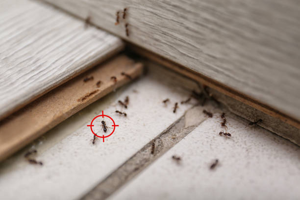 Best Emergency Pest Control  in Silver Springs, FL