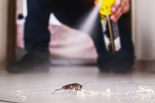 Best Ant Control Services  in Silver Springs, FL